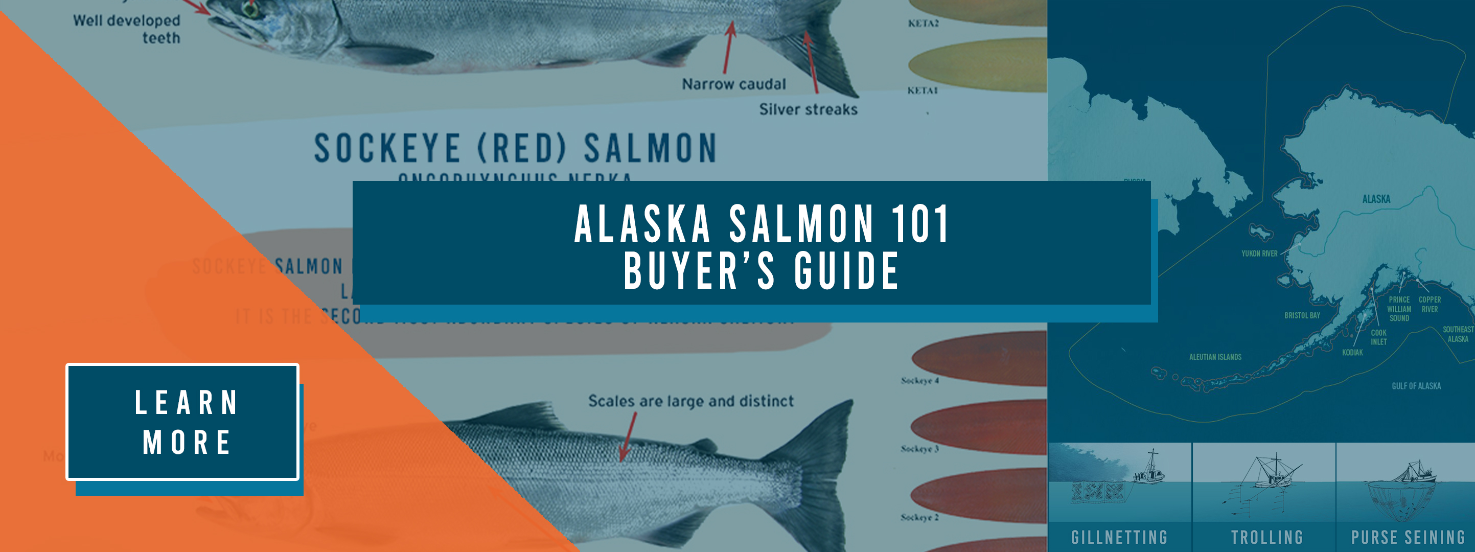 ALASKA SALMON 101 BUYER'S GUIDE ALASKA SALMON 101 BUYER'S GUIDE