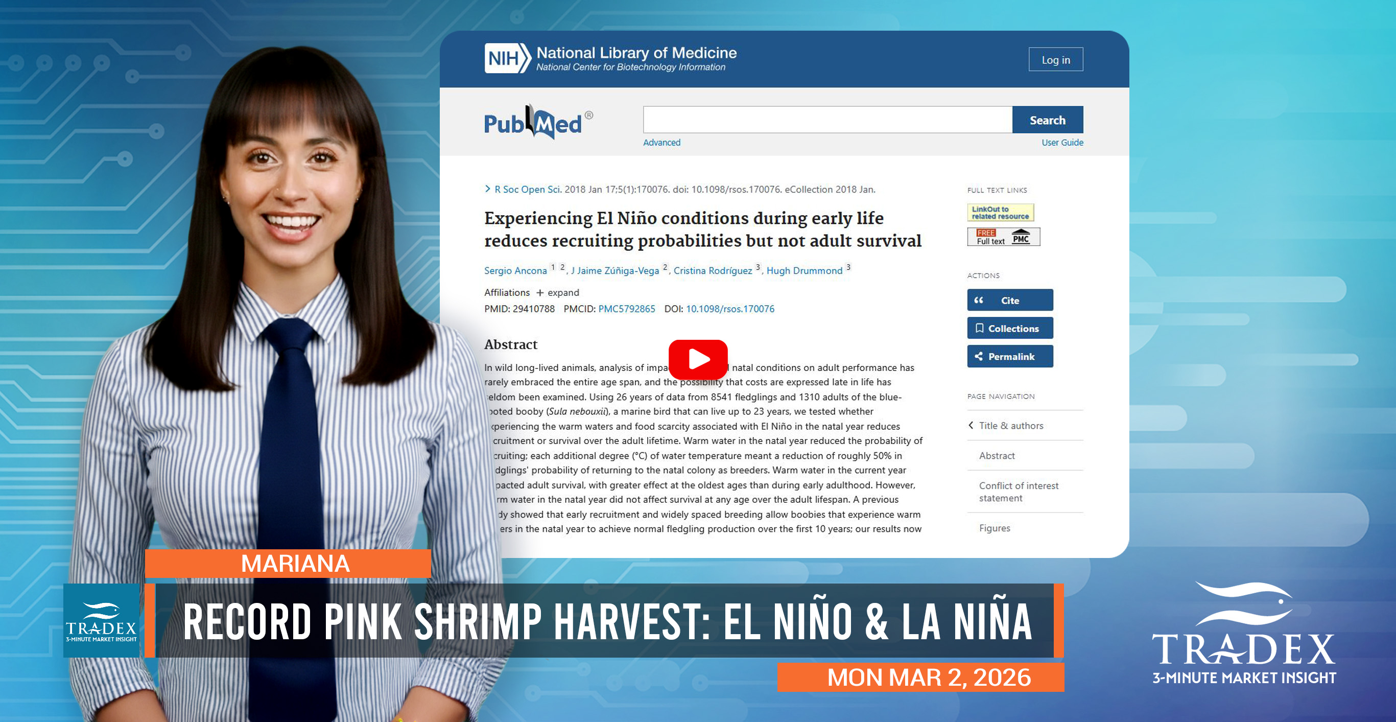 Record Pink Shrimp Harvest