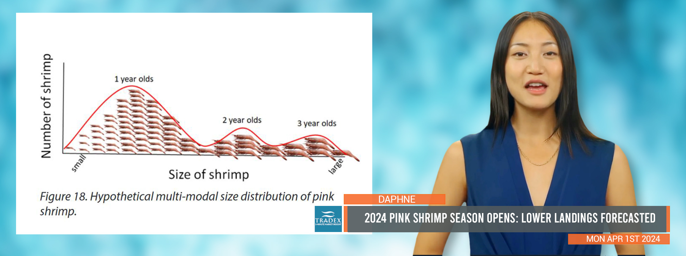 Pink Shrimp Season Opens: Lower Landings Forecasted could Lead to Upward Price