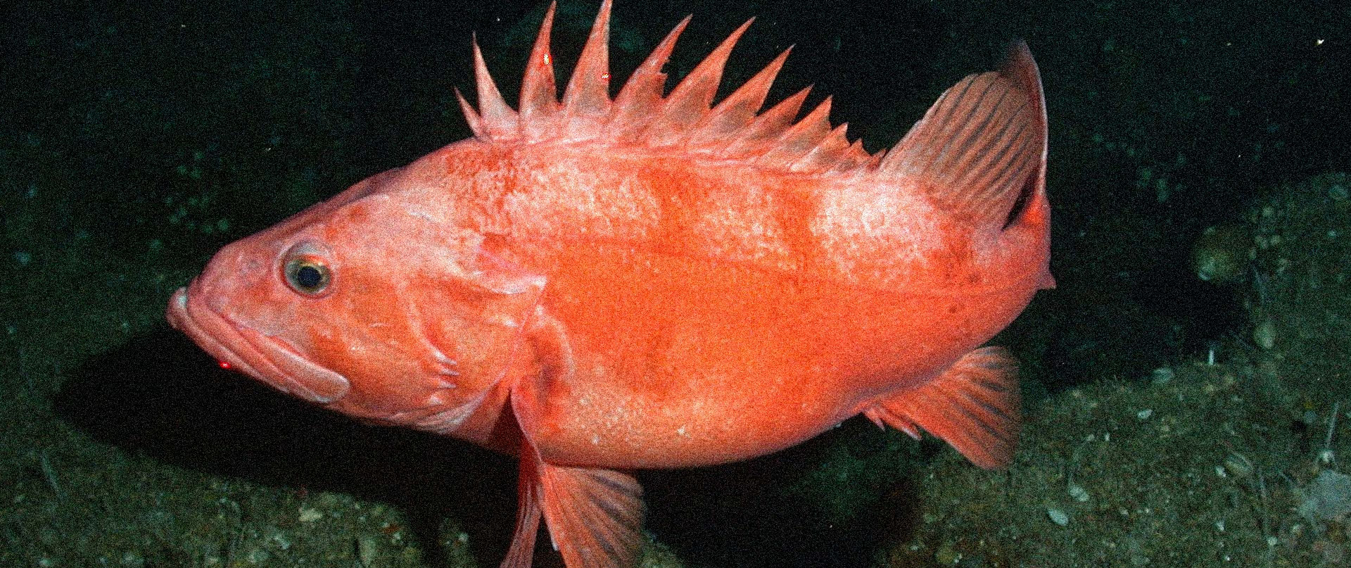 School of Fish - Species Encyclopedia - Tradex Foods Inc